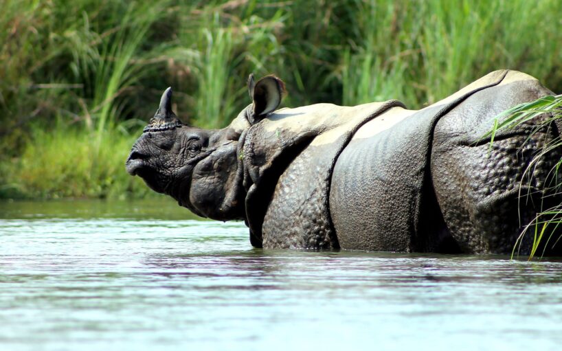 Viatge a Chitwan amb guia acompanyant