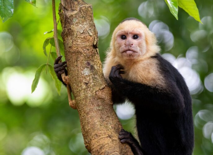 Mono a Parc Nacional Manuel Antonio Viatge en família Costa Rica