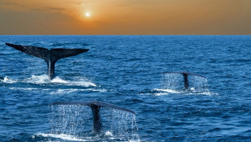 balenes destacat sri lanka en família