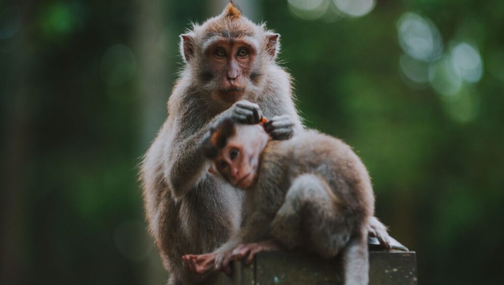 bosque monos destacat indonesia en família