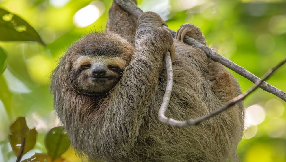 destacat perezoso viatge en família costa rica