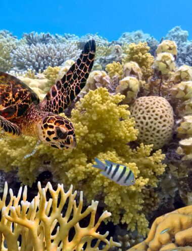 Tortuga marina nadando sobre un arrecife de coral con peces tropicales