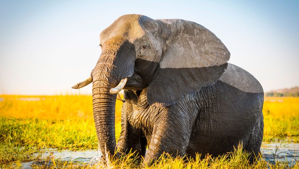 Parc Nacional de Chobe Botsuana