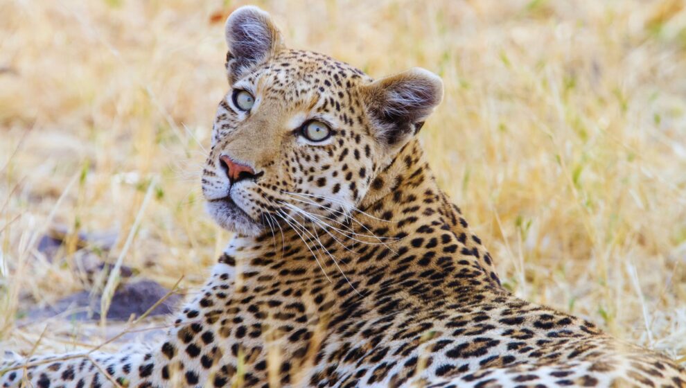 Reserva de Moremi Botsuana