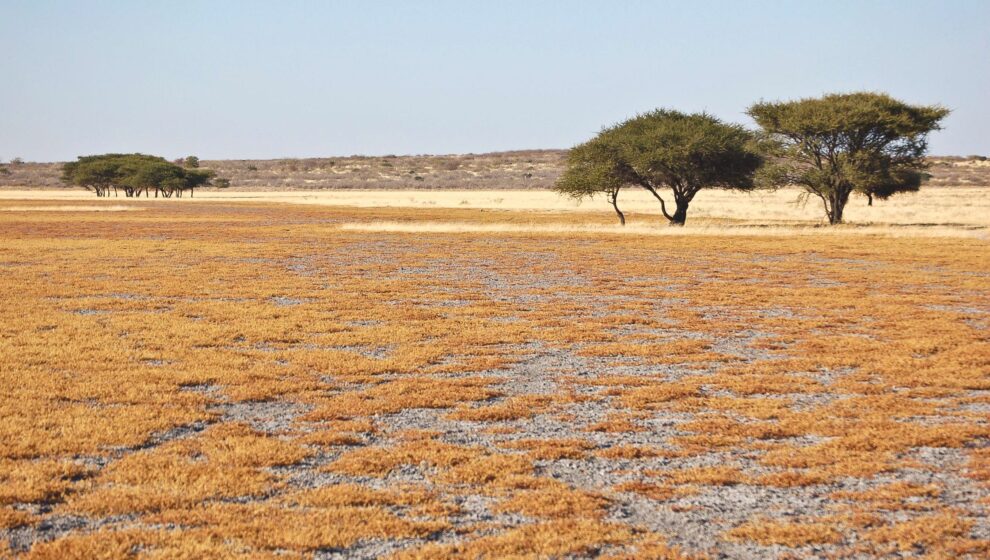 Desierto del Kalahari