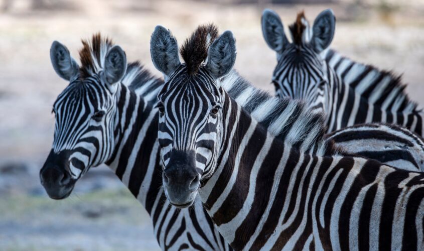 imprescindible migración de cebras