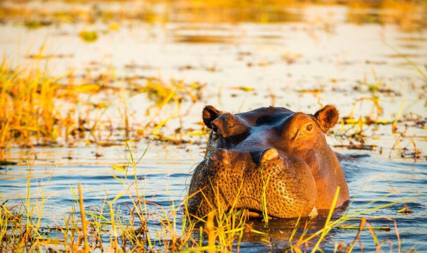 safari fluvial rio chobe