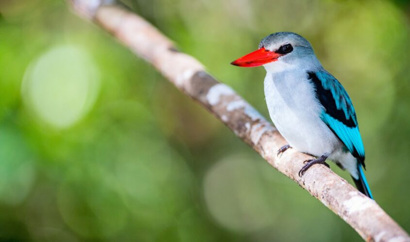 imprescindible_fotografia_fauna