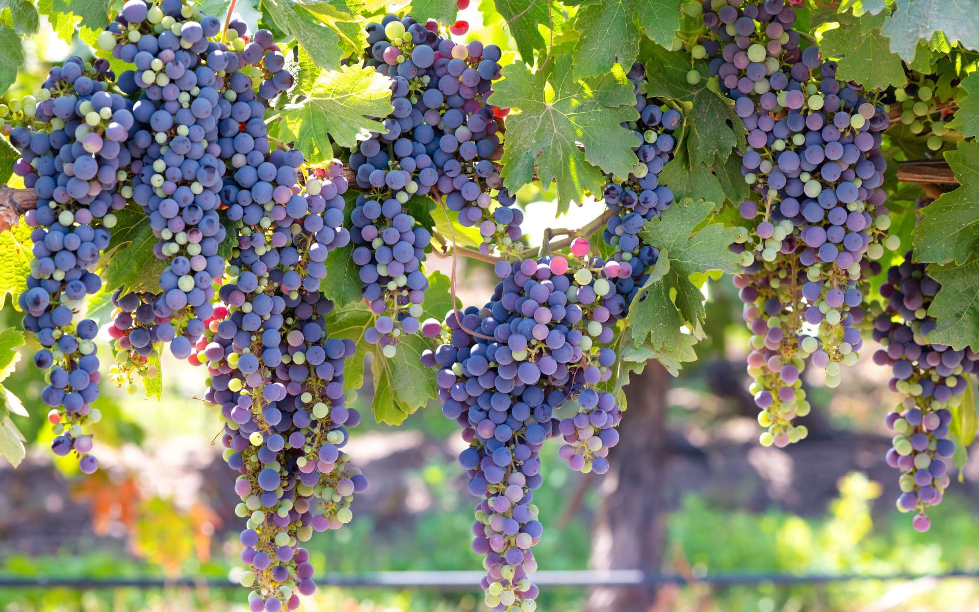 Uva de las viñas de Colchagua