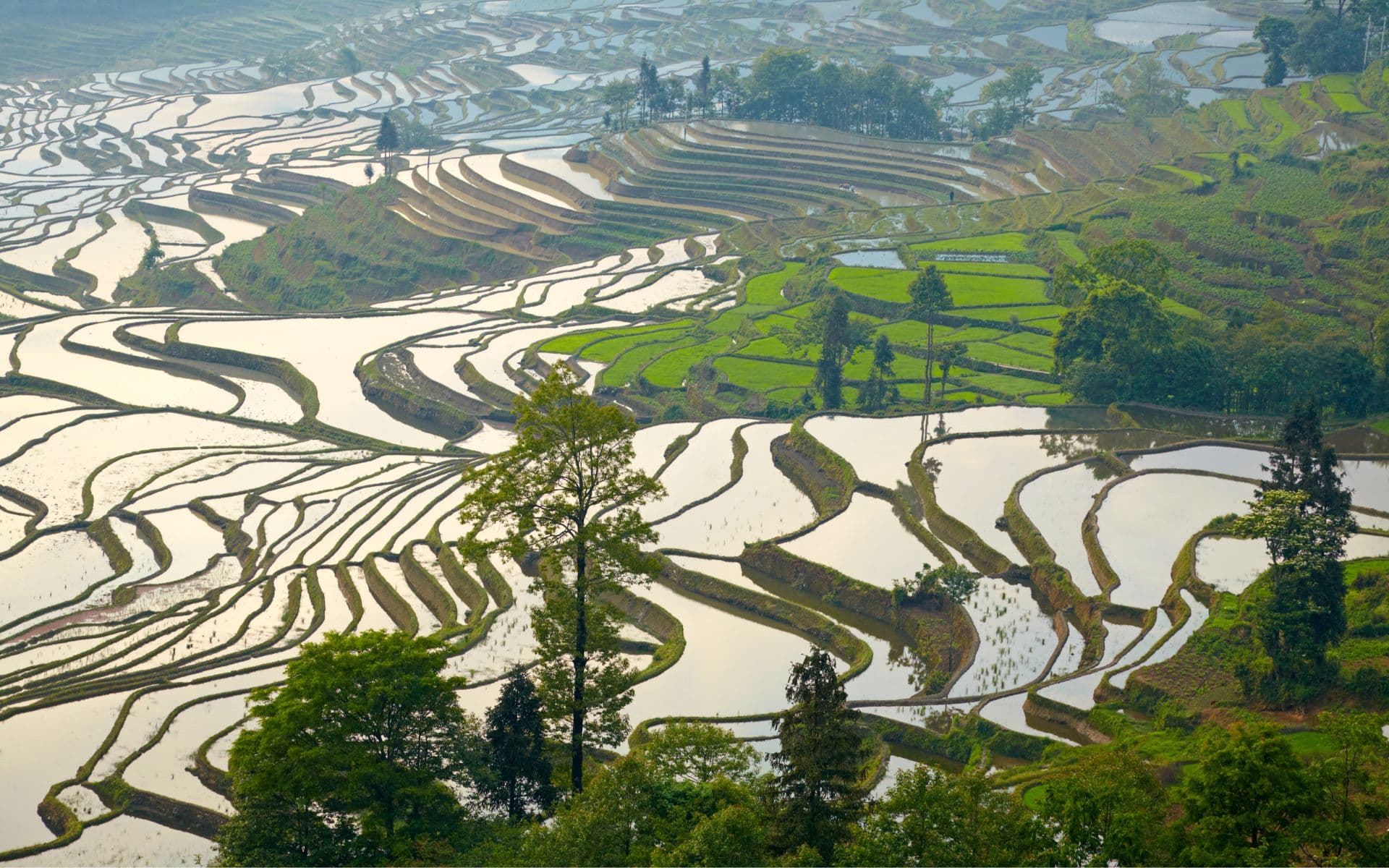 Terrazas-de-arroz-de-Yuanyang