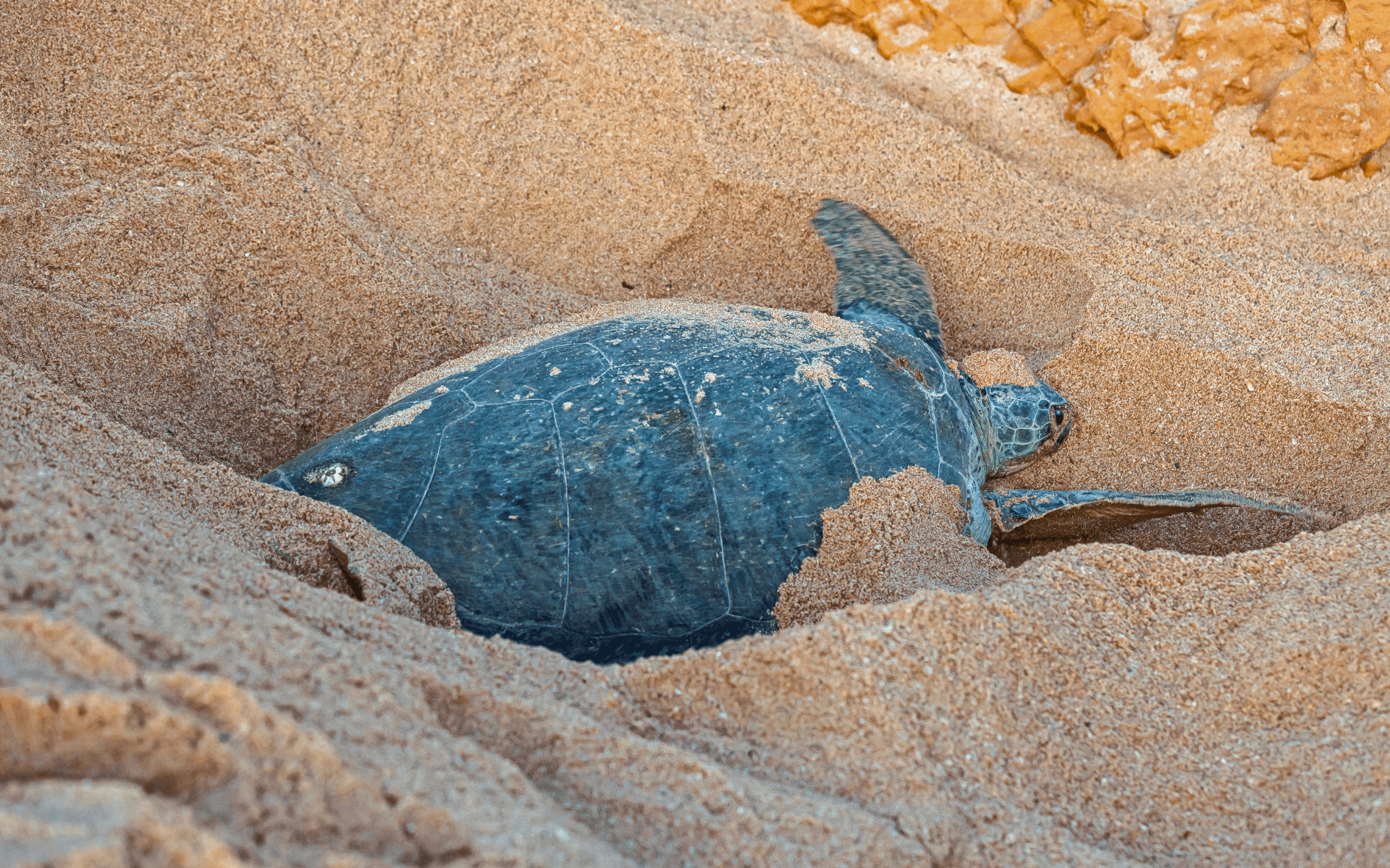 Viatge amb grup a Oman i Abu Dhabi