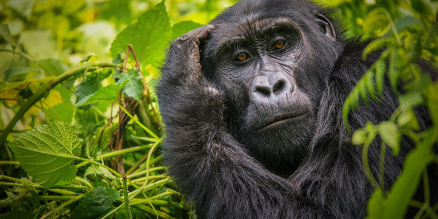 Viatge amb guía acompanyant a Uganda