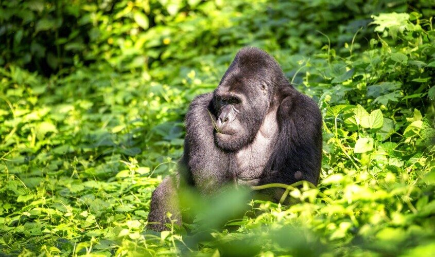 Viaje a Uganda, hogar de los gorilas