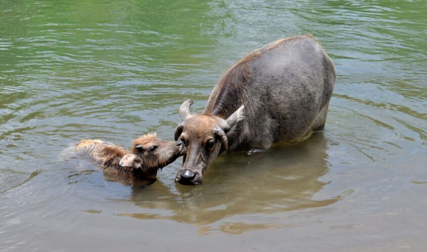 desti_laos_imprescindible_bufalo