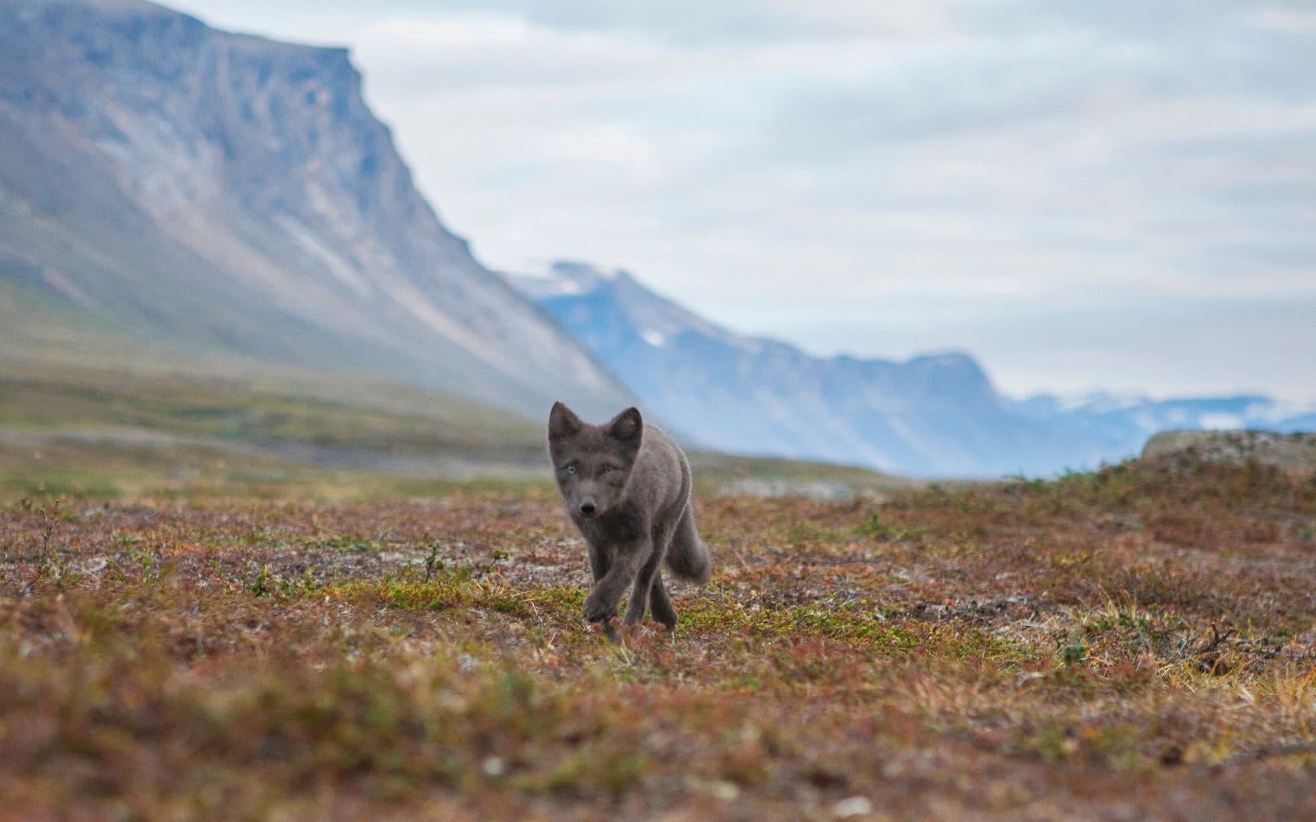 fauna destacats groenlandia