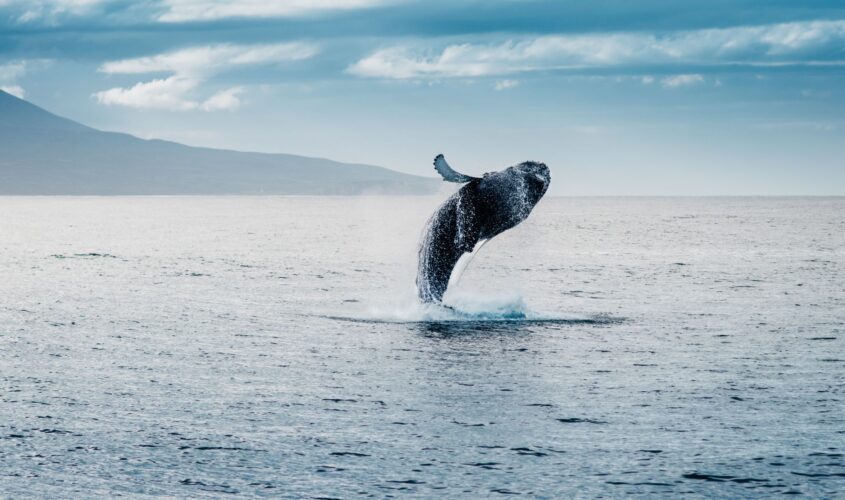 abistament-balenes-islandia