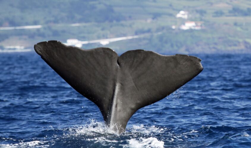 balenes-azores-imprescindible-desti-portugal